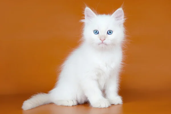 Sibirisches Kätzchen auf orangefarbenem Hintergrund — Stockfoto