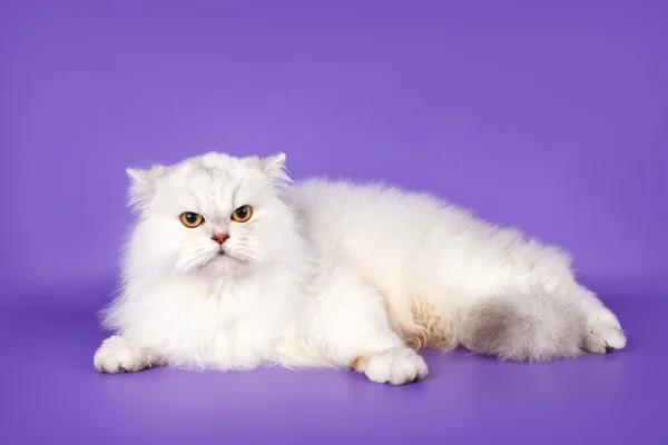 Weiße Katze auf violettem Hintergrund — Stockfoto