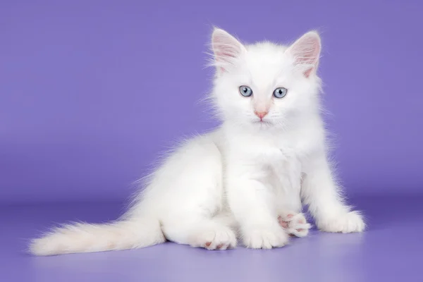 A lila háttér fehér cica — Stock Fotó
