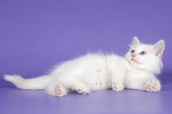 Weißes Kätzchen auf lila Hintergrund — Stockfoto