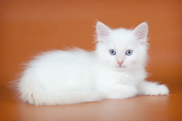 オレンジ色の背景上の白い子猫 — ストック写真