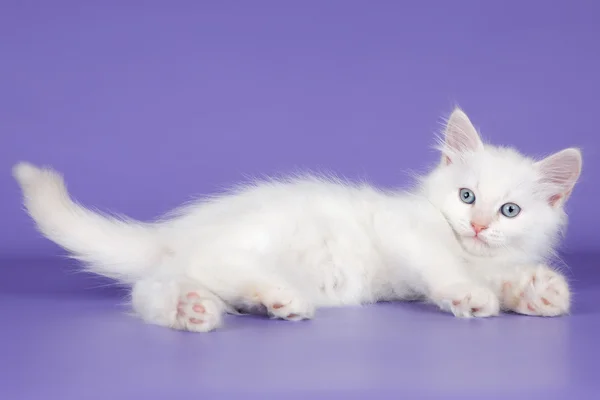 紫色の背景に白の子猫 — ストック写真