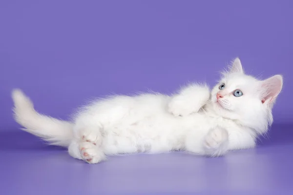Biały kotek na fioletowym tle — Zdjęcie stockowe
