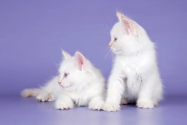 stock image Two white kitten on purple background