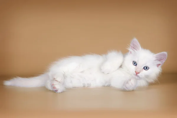 Biały kotek na pomarańczowym tle — Zdjęcie stockowe