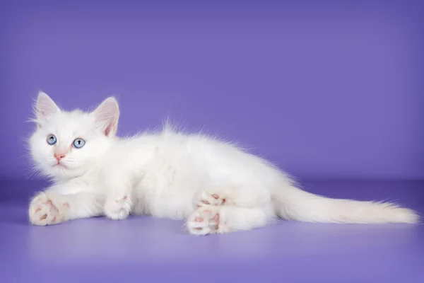 Weiße Katze auf violettem Hintergrund — Stockfoto