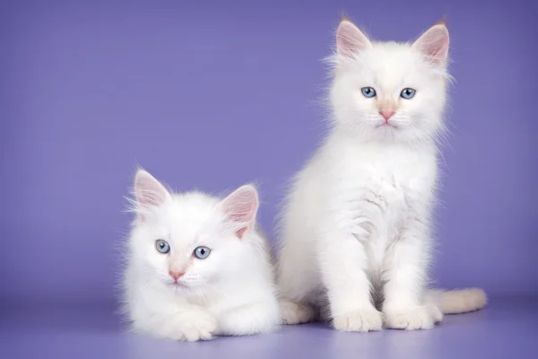 紫色の背景に 2 つの白い子猫 — ストック写真