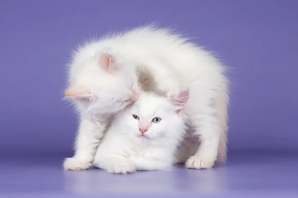 Dwa białe kotka na fioletowym tle — Zdjęcie stockowe