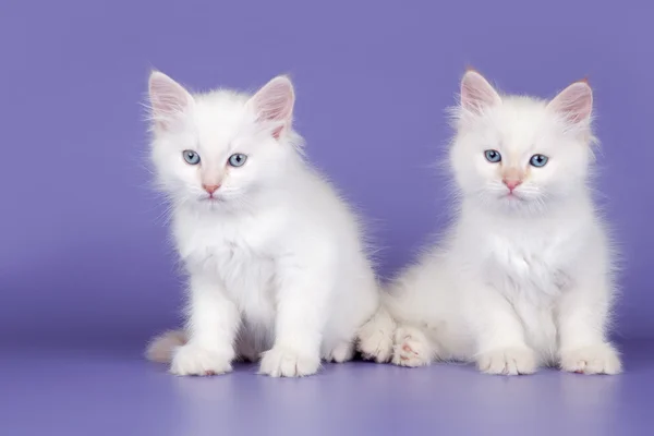Two white kitten on purple background — Stock Photo, Image