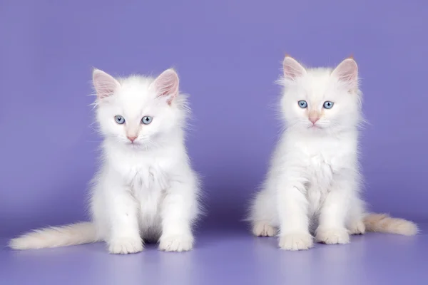 Two white kitten on purple background — Stock Photo, Image