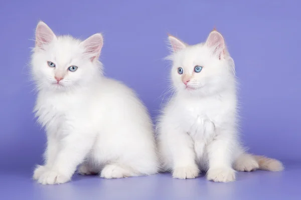 紫色の背景に 2 つの白い子猫 — ストック写真