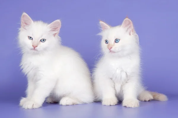 stock image Two white kitten on purple background