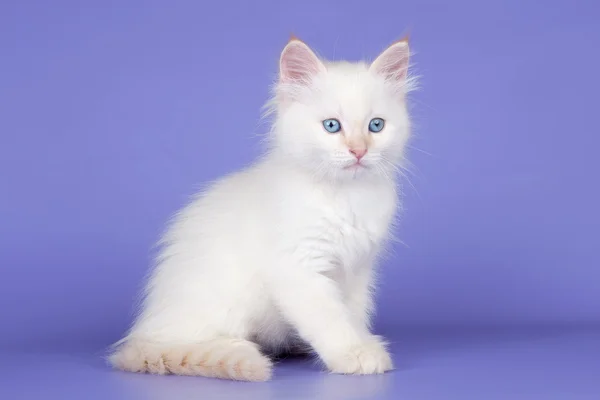 Biały kot na fioletowym tle — Zdjęcie stockowe