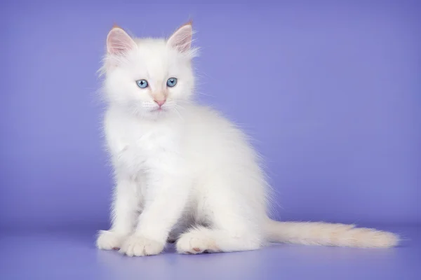 A lila háttér fehér macska — Stock Fotó