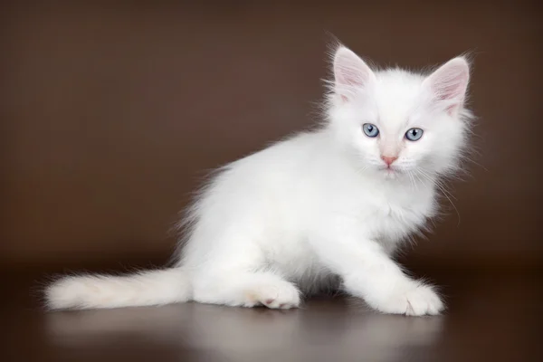 茶色の背景に白の子猫 — ストック写真
