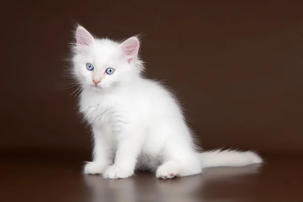 Белый котёнок на коричневом фоне — стоковое фото