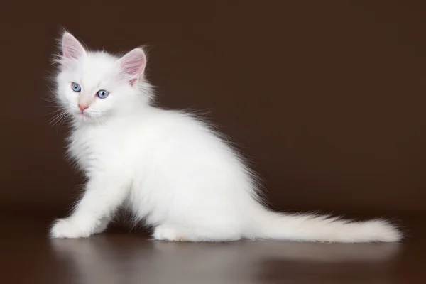 A barna háttér fehér cica — Stock Fotó