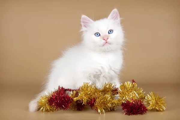 Noel partisi için bekleyen siberian kedi — Stok fotoğraf