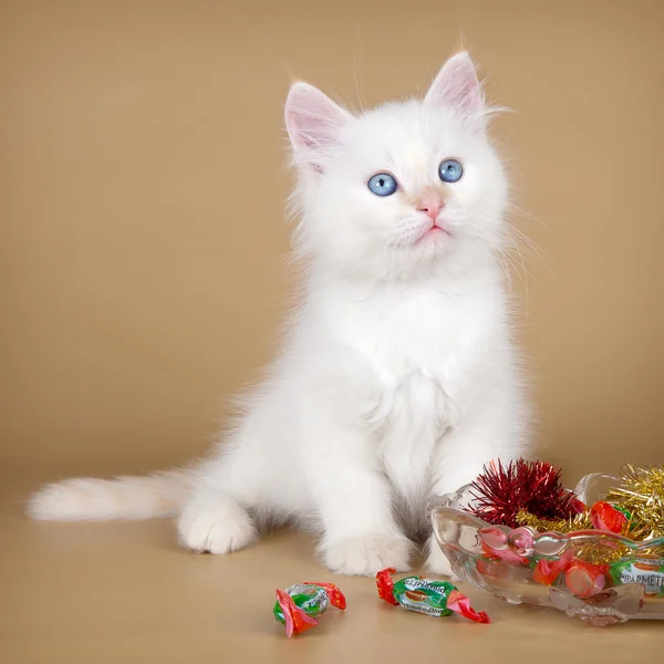 Siberian kedi üzerinde kahverengi şeker — Stok fotoğraf