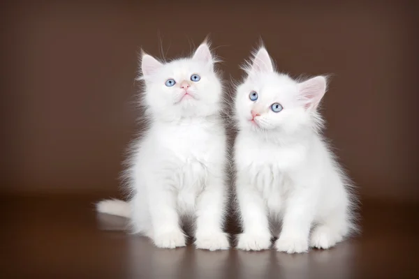 Two white kitten on brown background — Stock Photo, Image