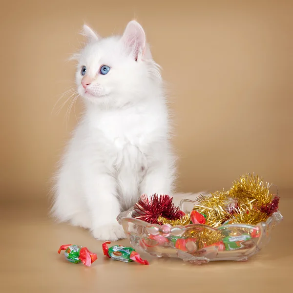 Siberian kitten with candy on brown background — Stock Photo, Image
