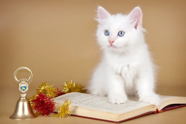 Siberian kitten on the book — Stock Photo, Image