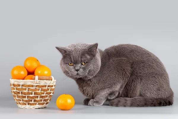 Schottische Katze mit Mandarinen auf grauem Hintergrund — Stockfoto