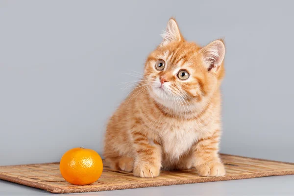 Красный котёнок на сером фоне — стоковое фото
