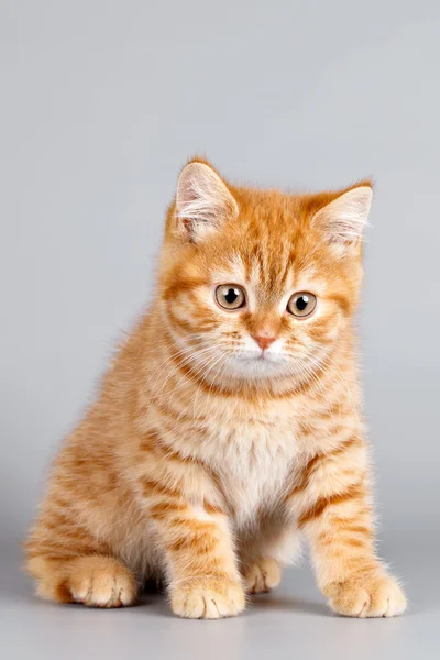 灰色の背景に赤の子猫 — ストック写真