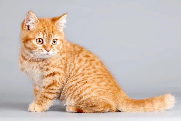 Rotes Kätzchen auf grauem Hintergrund — Stockfoto