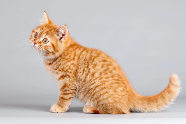 Gri zemin üzerine kırmızı kedi yavrusu — Stok fotoğraf