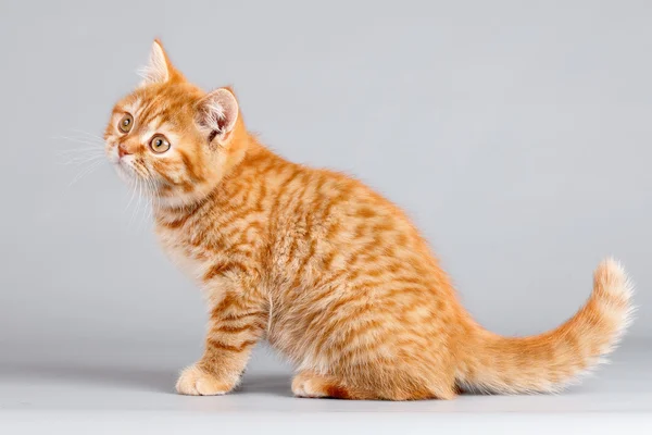 stock image Red kitten on grey background