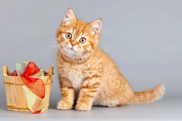 Gri arka plan üzerine bir sepet ile kırmızı kedi yavrusu — Stok fotoğraf