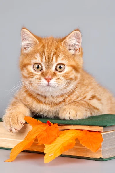 Kitap gri arka plan üzerinde kırmızı kedi yavrusu — Stok fotoğraf