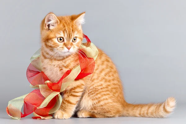灰色の背景上のリボンと赤の子猫 — ストック写真