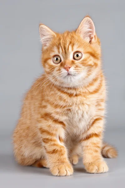 Red kitten on grey background — Stock Photo, Image