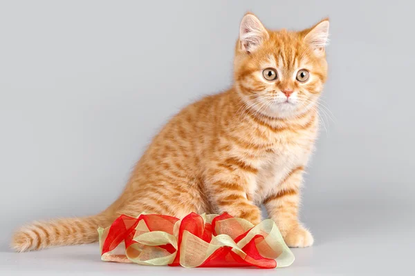 Bir kurdele gri arka plan üzerinde kırmızı kedi yavrusu — Stok fotoğraf