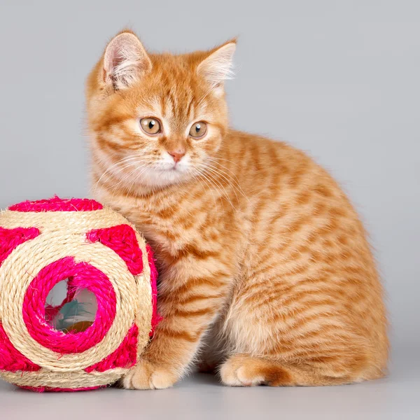 Красный котенок с мячом на сером фоне — стоковое фото