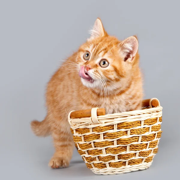 灰色の背景上のバスケットを持つ赤の子猫 — ストック写真