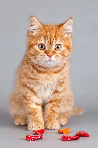 Taşlar gri arka plan üzerinde kırmızı kedi yavrusu — Stok fotoğraf