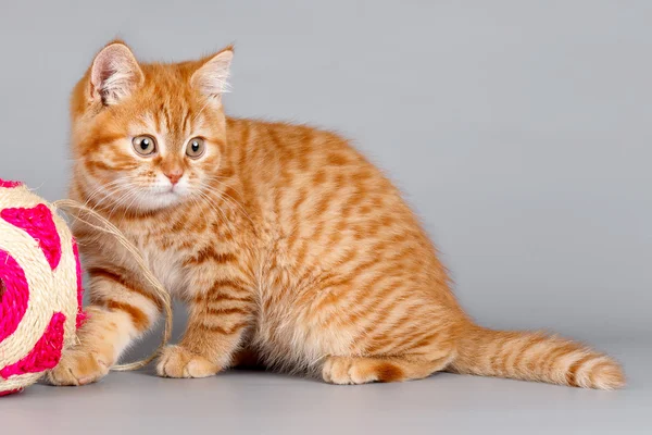 Rotes Kätzchen mit Ball auf grauem Hintergrund — Stockfoto