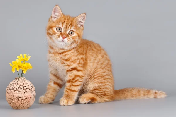 Красный котенок с цветами на сером фоне — стоковое фото