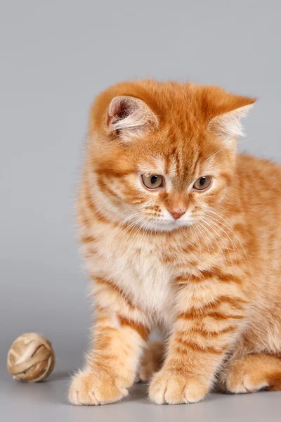 Rode kitten met een bal op grijze achtergrond — Stockfoto