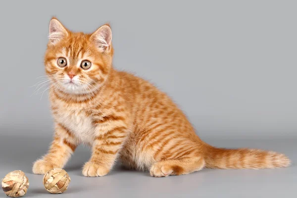 Red kitten two balls on grey background — Stock Photo, Image
