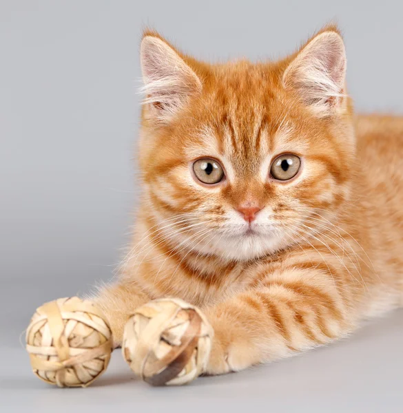 Red kitten two balls on grey background — Stock Photo, Image