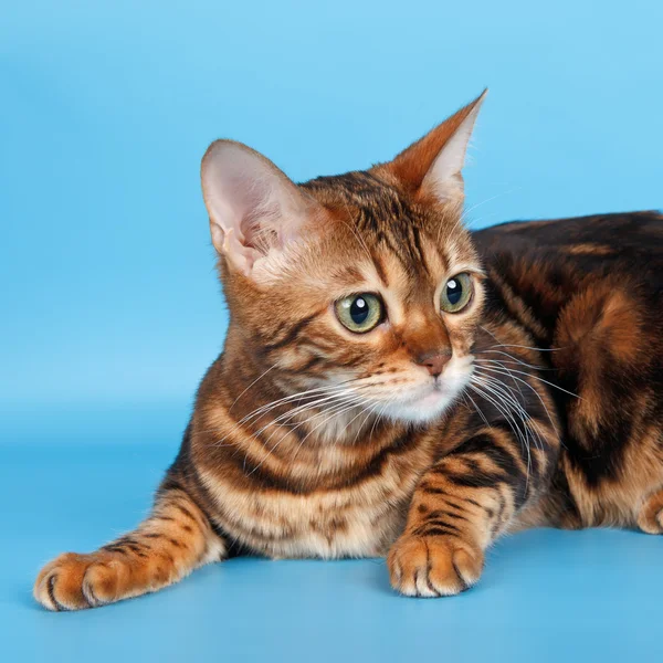 Абиссинская кошка на синем фоне — стоковое фото