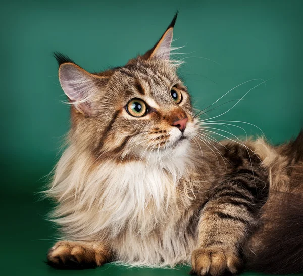Maine coon on green background — Stockfoto