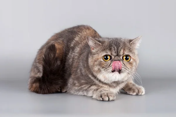 Kitten with his tongue — Stock Photo, Image