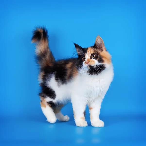Rotes Kätzchen auf blauem Hintergrund — Stockfoto
