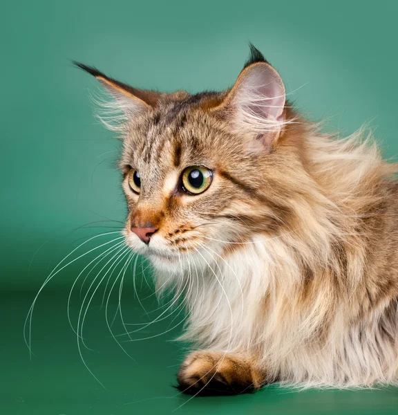 Maine coon head on green background — Stock Photo, Image